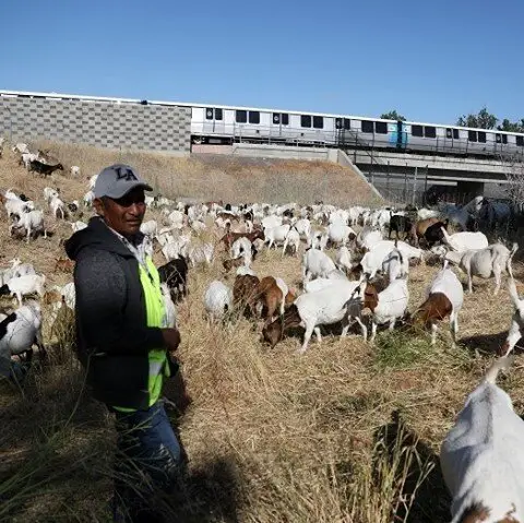 Since their first sighting back in August by Marina residents, the goats of Fort Mason have been munching down and discovering some of SF's oldest treasures. &quot;This is the smartest way for us to deal with the vegetation in these areas,&quot; said Josh Soltero, an irrigation/grounds worker in BART's grounds maintenance department who was keeping an eye on some 700 goats grazing near Fremont Station on a recent hot June day. The Spanish-Boer cross goats, contracted from a herding business, chomped away at the dry brush on a steep hillside, the type of terrain that can be hazardous to human groundskeepers using mowers, weed whackers and other power tools. // Read the full goat story with the link in our bio 🐑 // 📸: BART