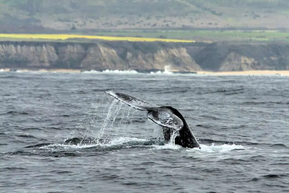 Whales seen off the coast of Half Moon Bay. Photo via the Oceanic Study Foundation.