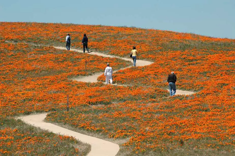 The Super Bloom will not be around this year but wildflowers are blooming all across California in droves. Photo via SF Chronicle.
