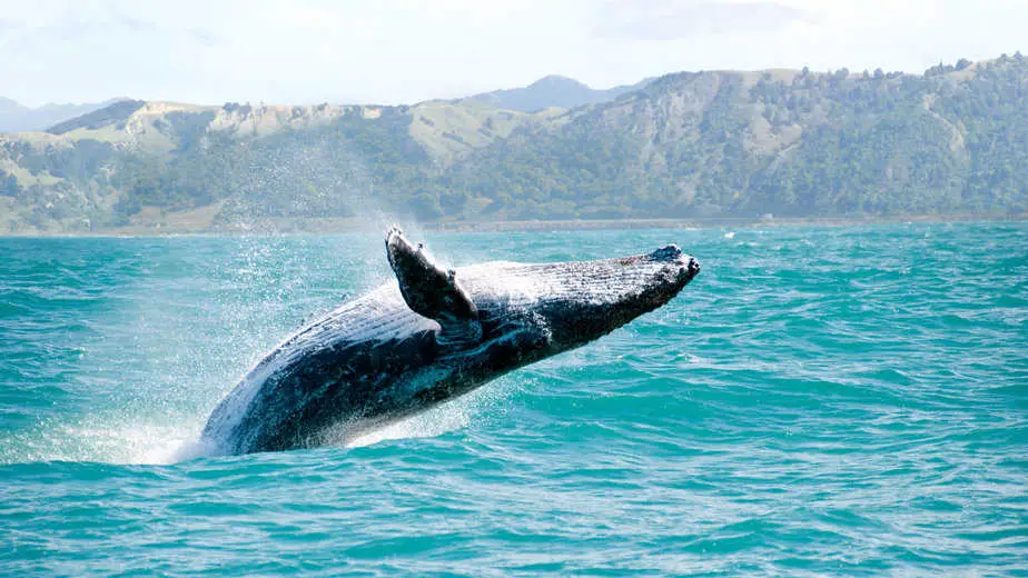 Get Outside: Gray Whales are Gathering Off Of North Bay Waters and Around The Bay