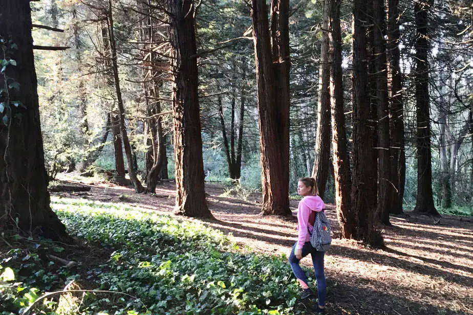 presidio-woods-earth-day-hike-sf-things-to-do