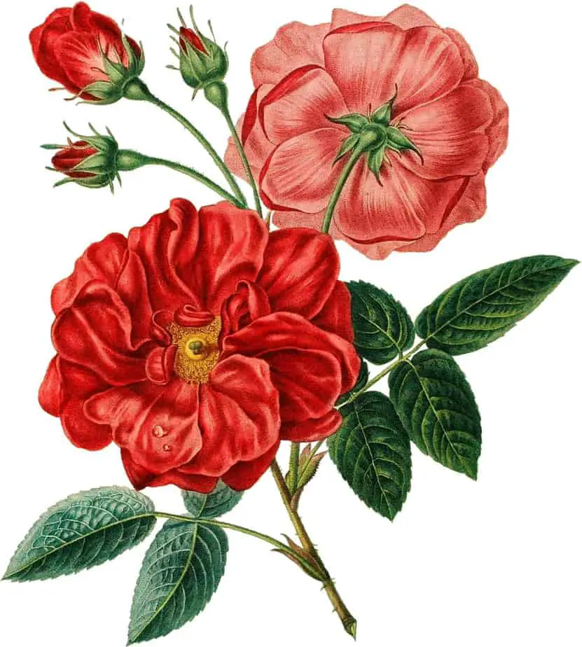 floral-illustration