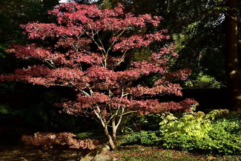 WHY JAPANESE MAPLE TREES ARE SO EXPENSIVE? 