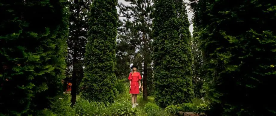 How long does it take for a Thuja green giant to become established?