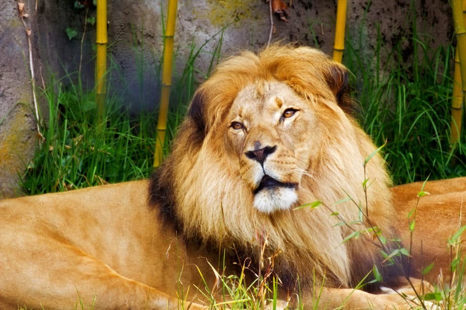 Is the Lion King Based Off on Sundiata