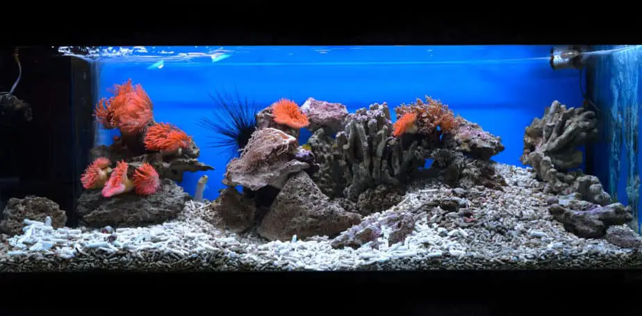 how much does a fish tank from the show tanked cost 