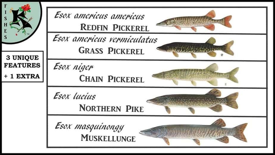 Muskie, Pike, and Pickerel. Telling them apart w/o using colorations | Koaw  Nature | Fishing Helper - YouTube