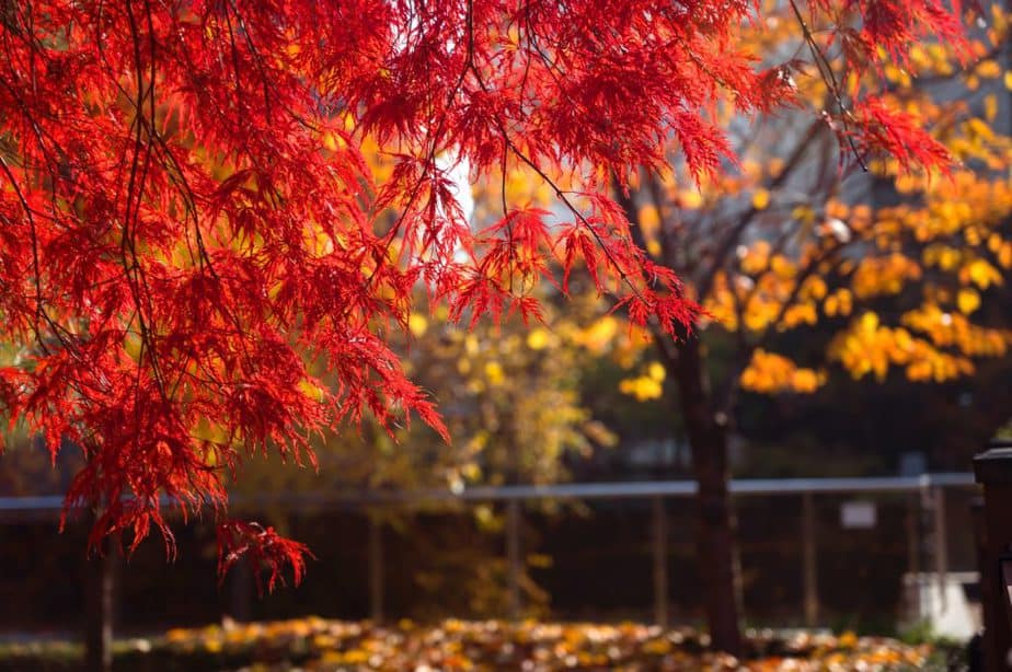 Why are Japanese Maple Trees So Expensive? 