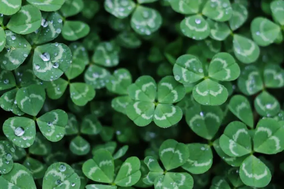 What does the five-leave clover mean?