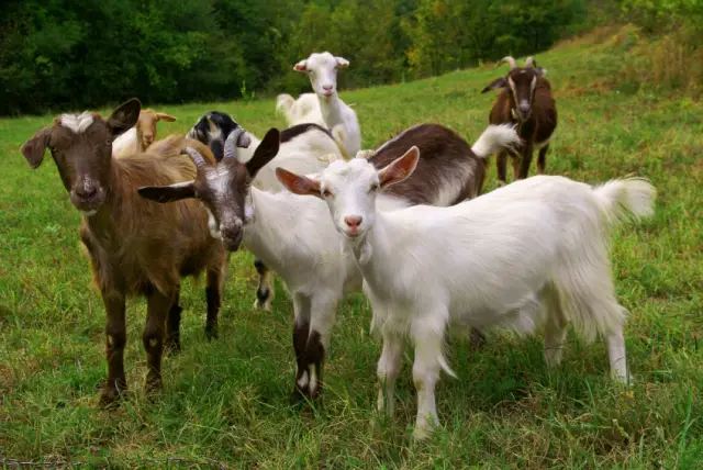 Goat Return Policy Decoded