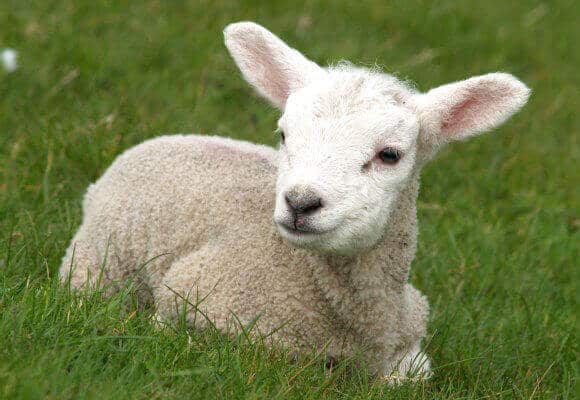 Is wool cruelty-Free? 