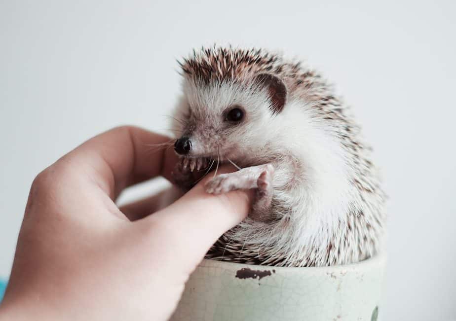 Does PetSmart Sell Hedgehogs?