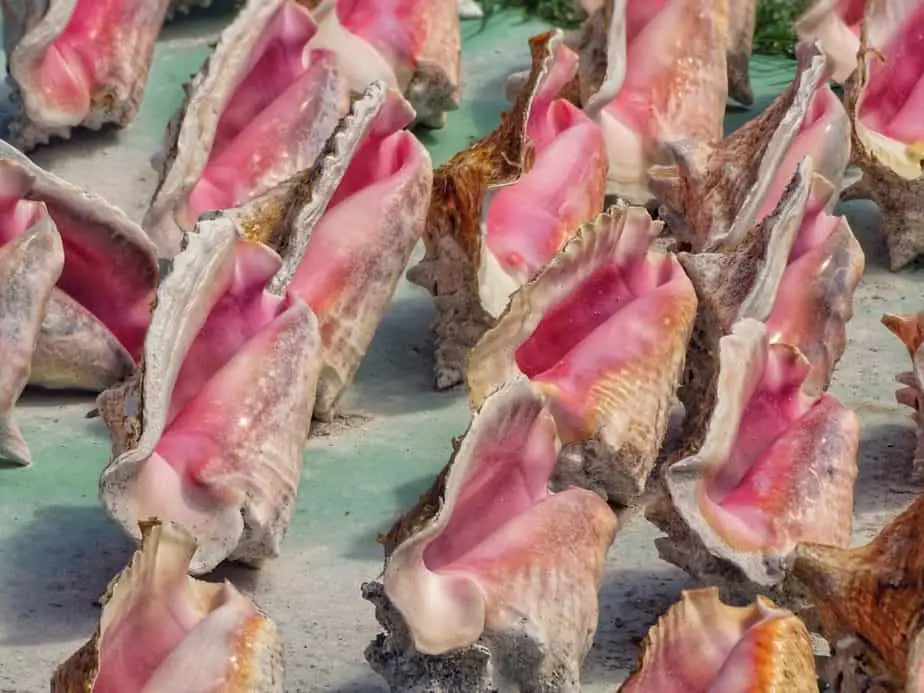 Where does Conch Meat come from? 