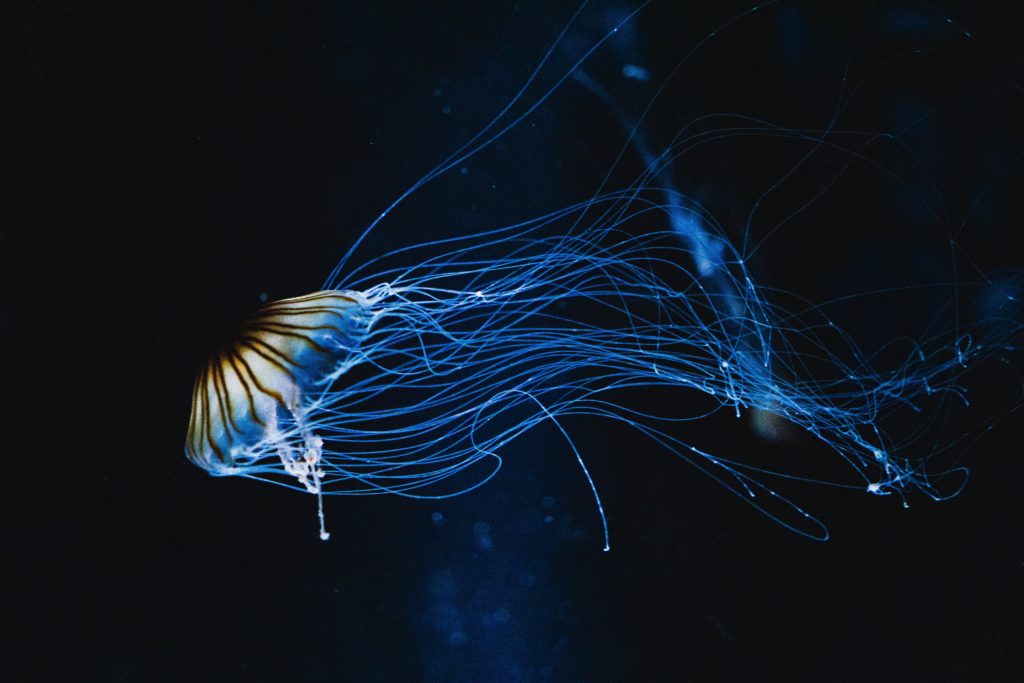 Know More About Pet Jellyfish Cost