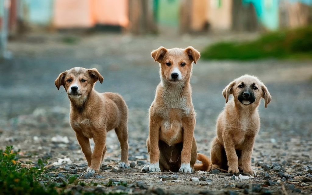 What Is The Pet Policy At Drury Inn?