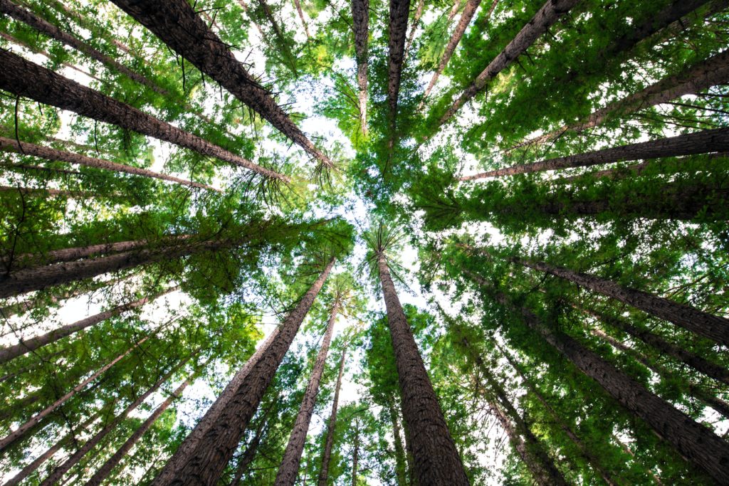 Transplant A Trees - Know More