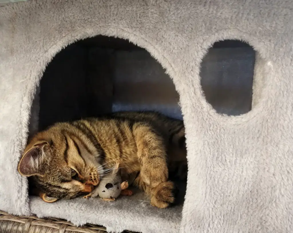 What Is A Spring Cat House?