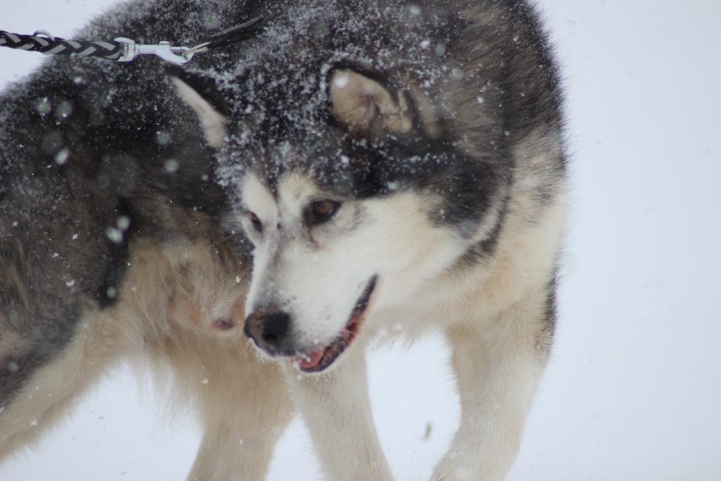 Czechoslovakian Wolfdog Cost