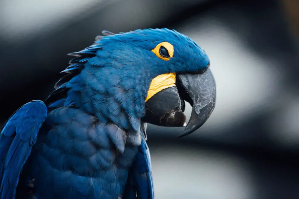 How Much Does Hyacinth Macaw Cost- Let's Know More