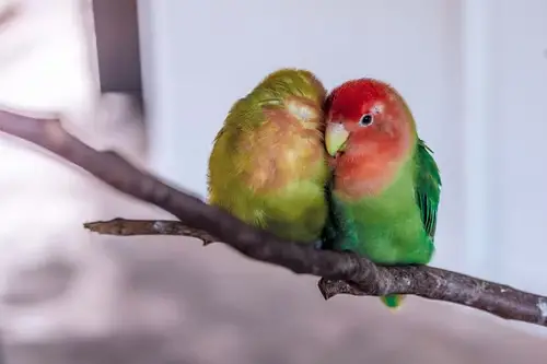 How Much LoveBirds Cost?