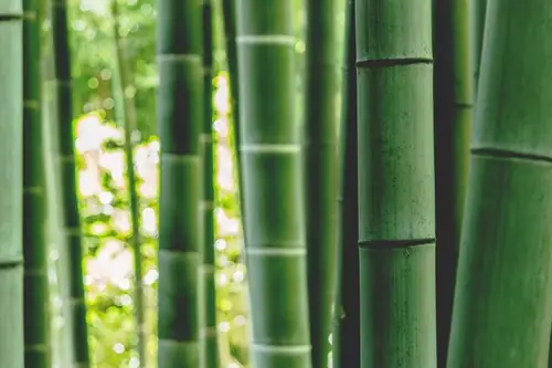 How Much Do Bamboo Plants Cost?