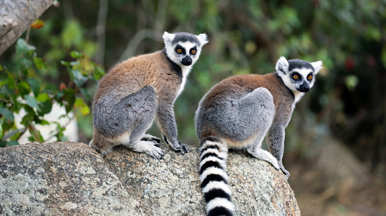 How much does a lemur cost?
