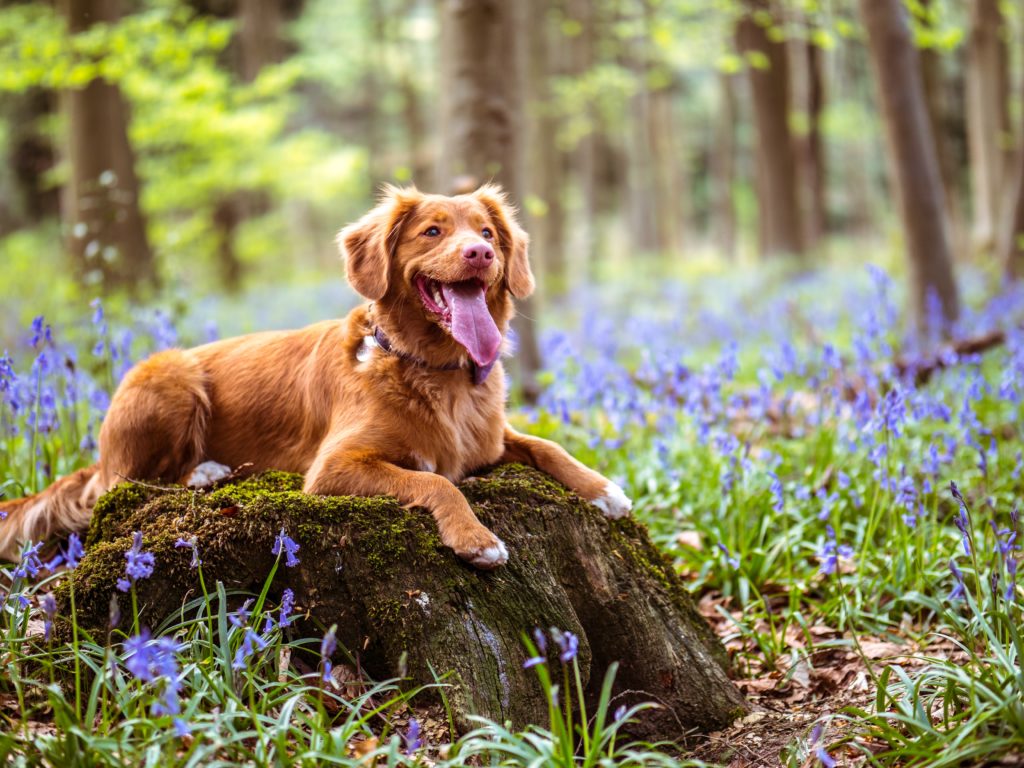 Deworming Of Dogs Cost