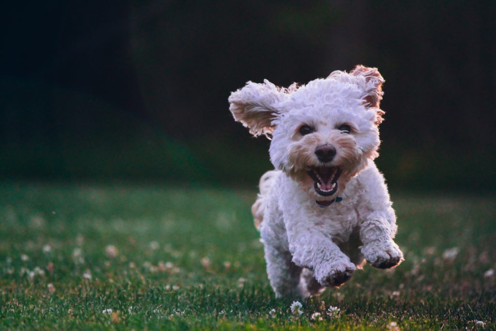 How To Keep My Neighbours Dog From Pooping In My Yard?