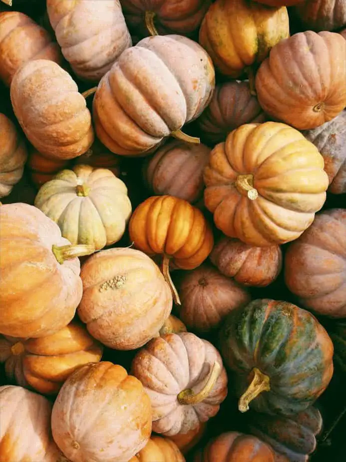where to buy pumpkins and how much do pumpkins cost ?