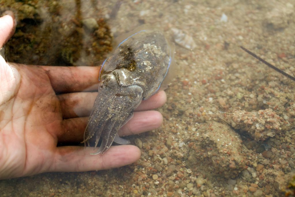 Cuttlefish Cost