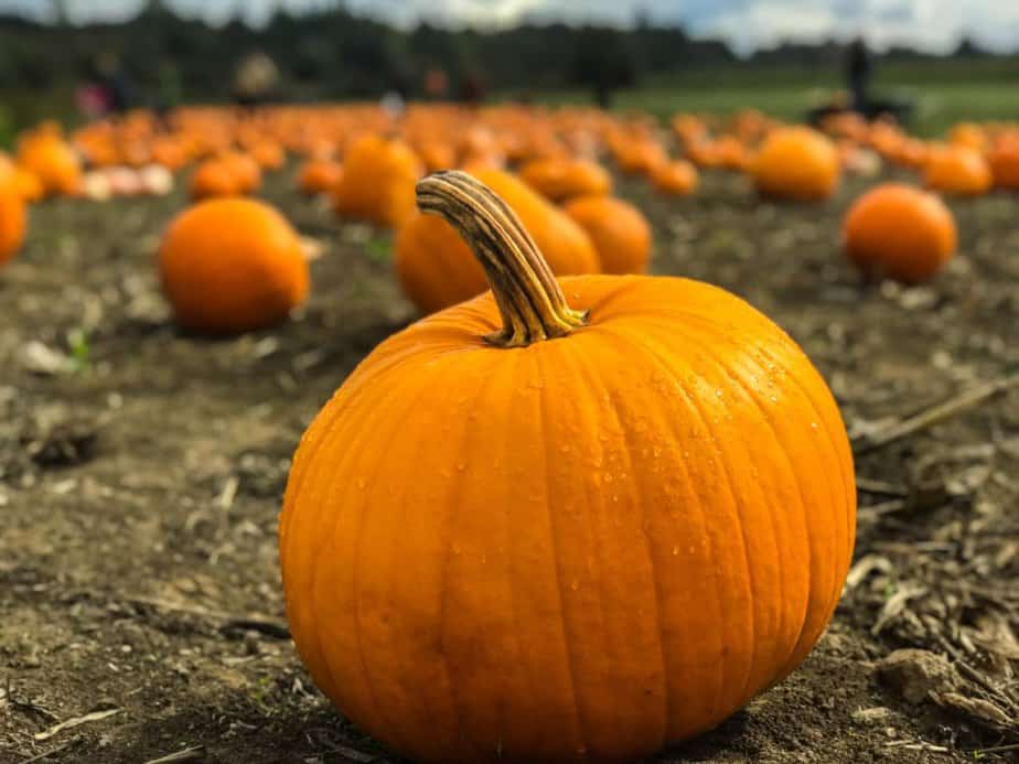 How To Keep The Pumpkin From Rotting?