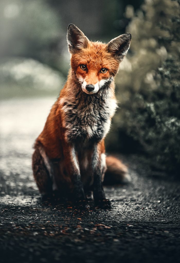 What Channel Is Fox On Wow?