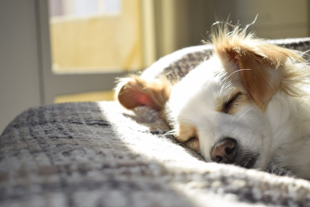 What Is Uber's Pet Policy?