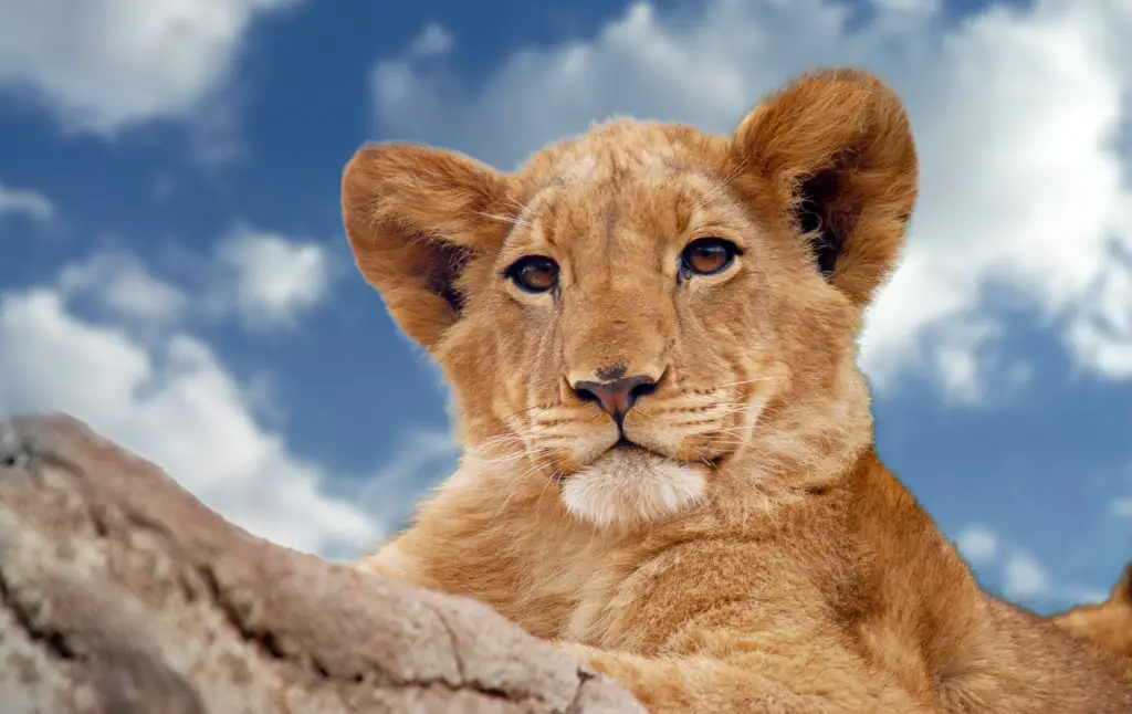 How Much Does A Lion Cub Cost? 
