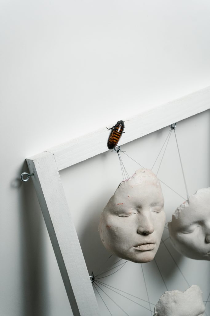 Cockroaches, Anatomy And Prevention Know About This