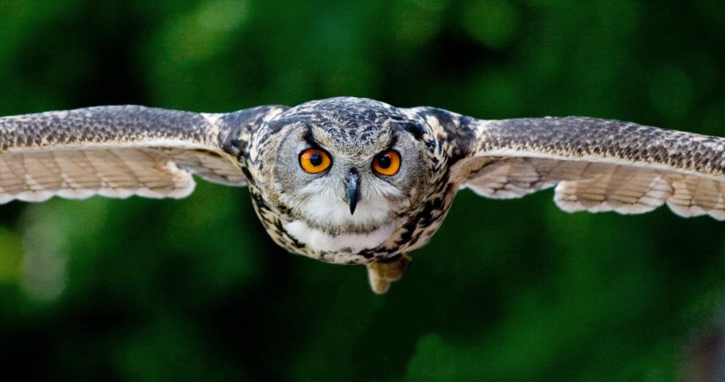Animals That Can See In Dark