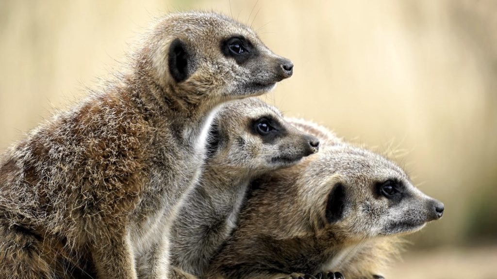 How To Watch National Geographic?