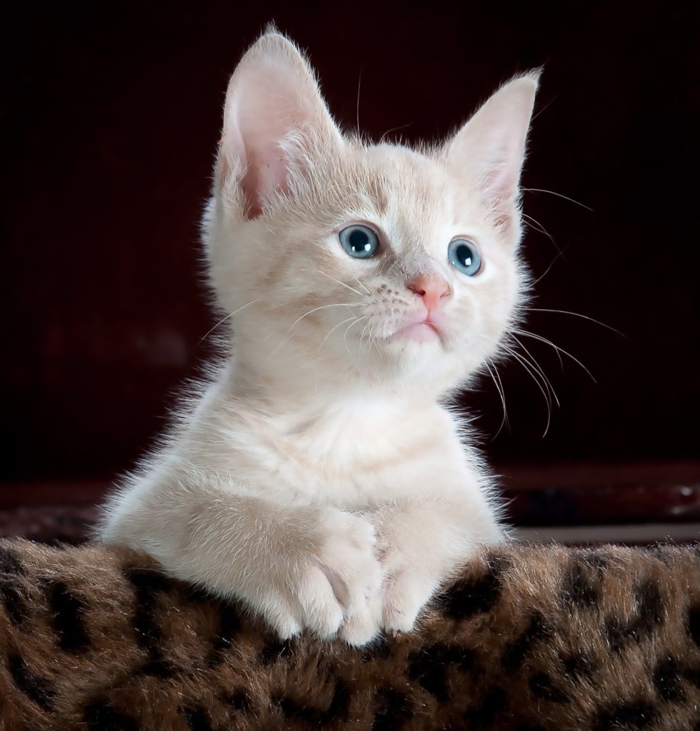 How much are cats for on PetSmart?