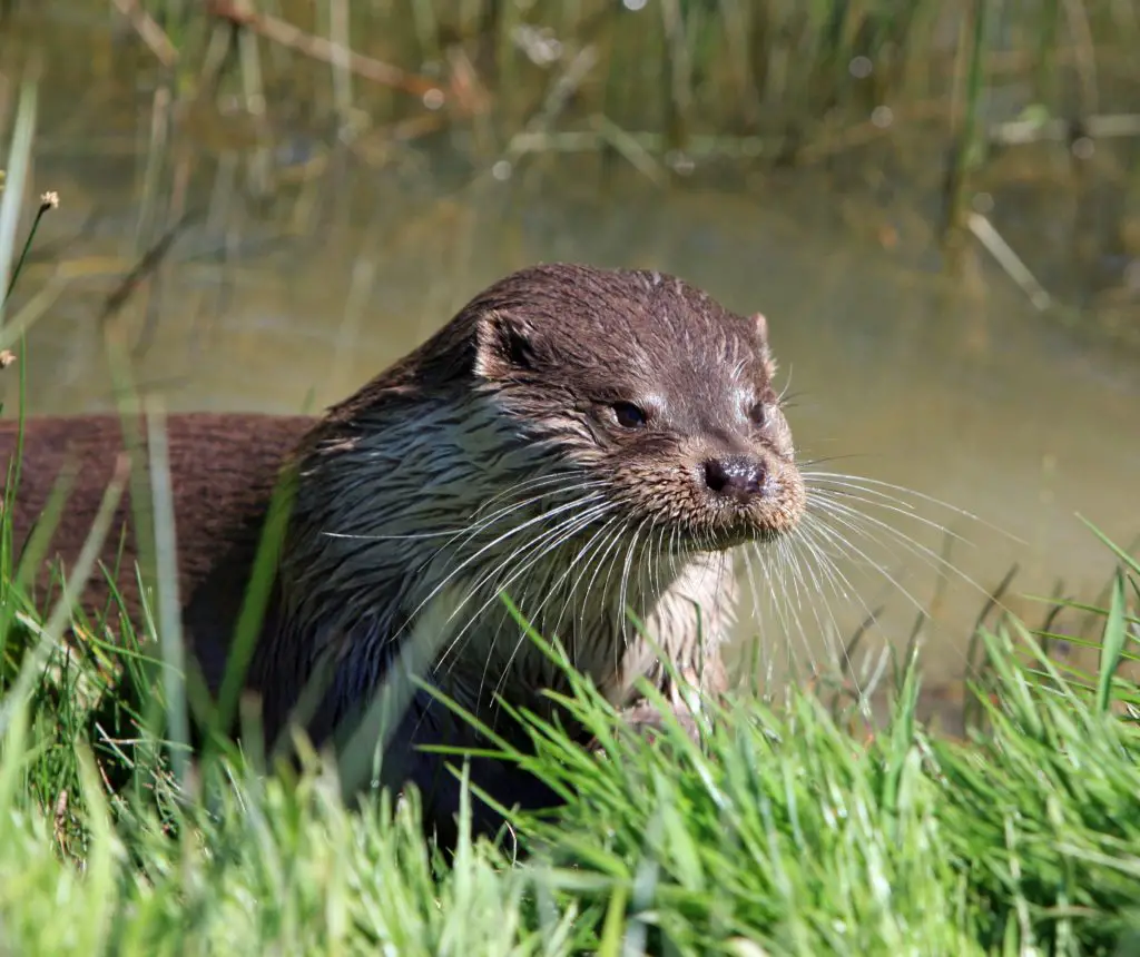 How Much Does An Otter Cost.
