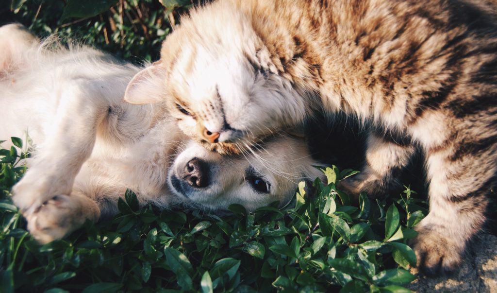 Bordetella Vaccine Costs