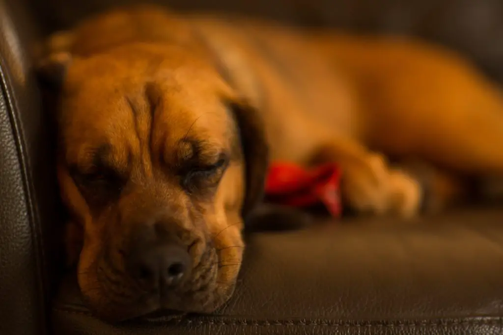 Dog Sleep At Petsmart Cost