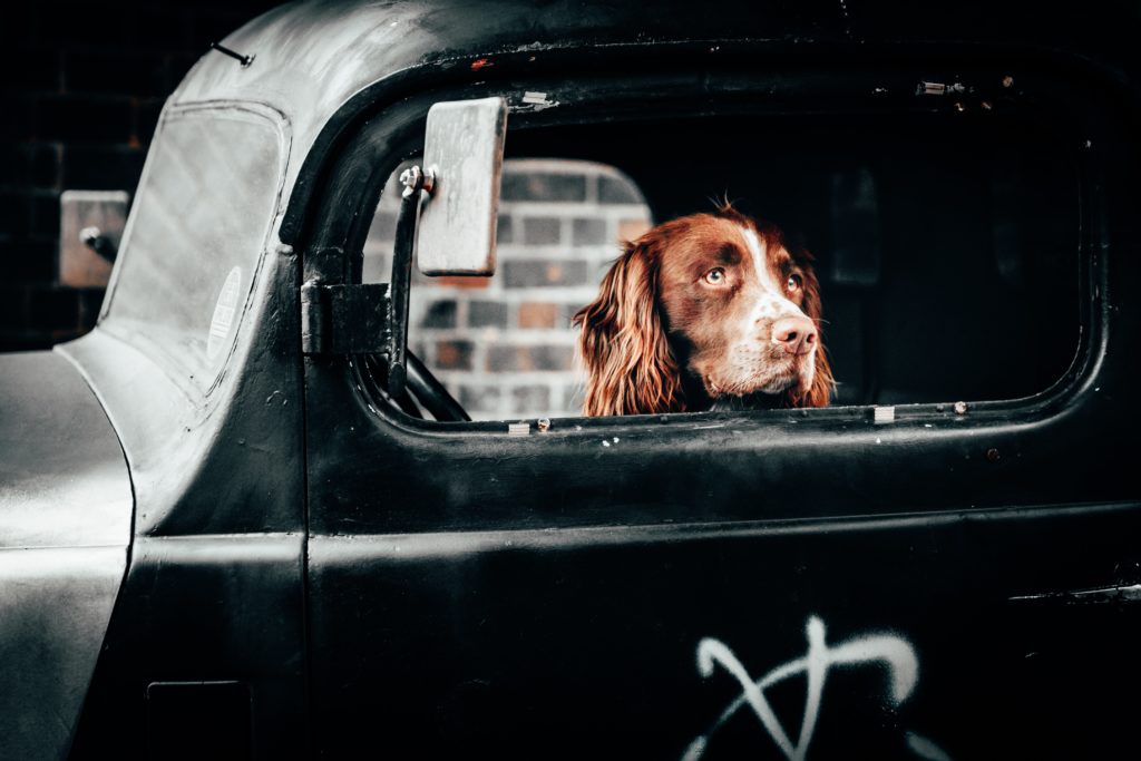 How Uber Pet Gives Your Pet A Pawsome Ride?