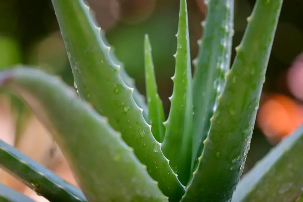 Aloe Vera Plant Cost and Uses – A comprehensive guide