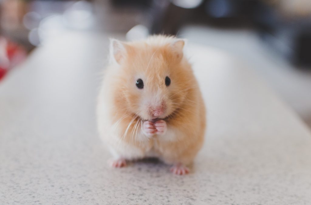 robo dwarf hamster petsmart