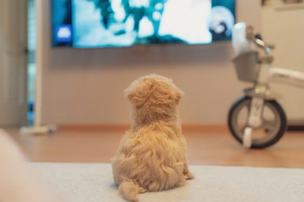 What Channel Is Dog TV On Comcast?