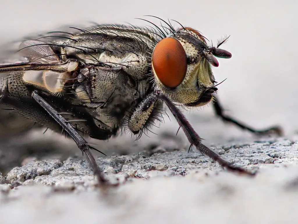 Are Flies So Annoying?