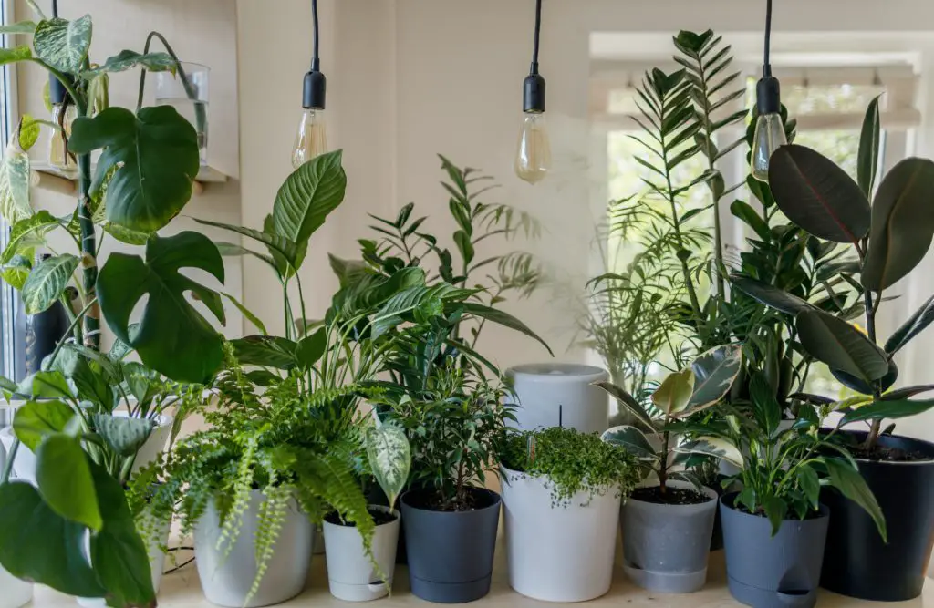 Best Places to Buy Houseplants Online