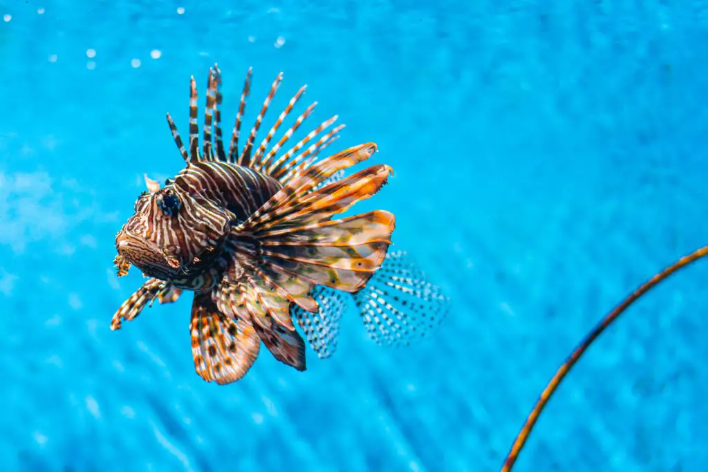 How Much Does A Lionfish Cost?
