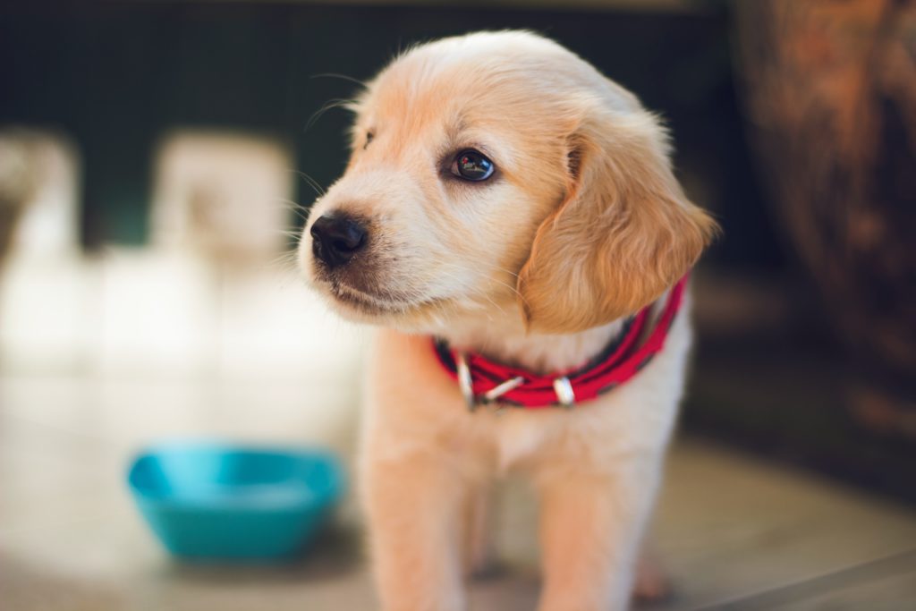 Teddy Bear Puppy Cost - Learn More Interesting Facts