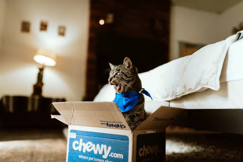 Who owns Chewy?